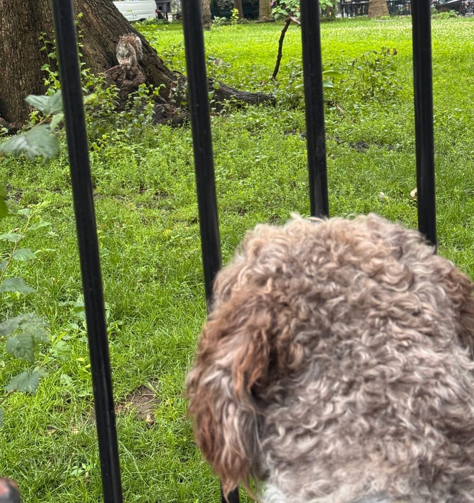 Over the Fence